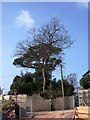 Tree, Oakhill Road exit to former South Devon College