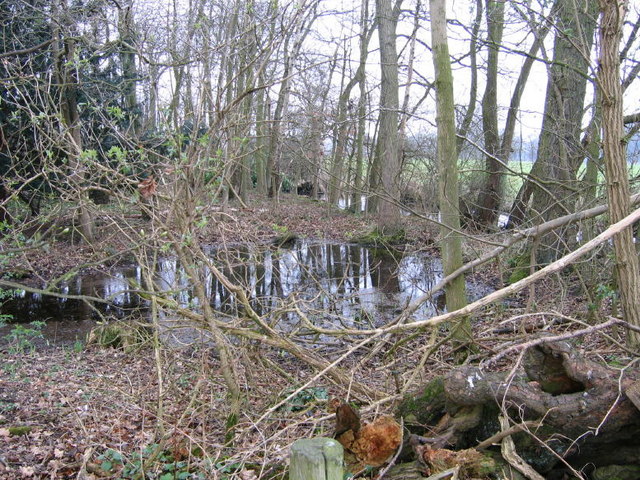 Ponds In Moreby Wood