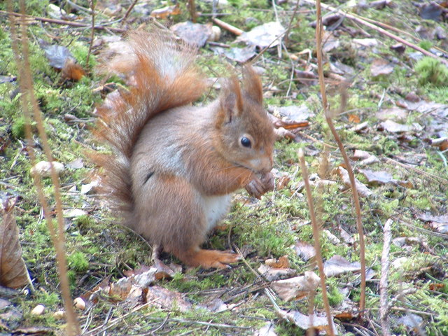 Red squirrel feeding, Formby nature... © Liz North :: Geograph Britain