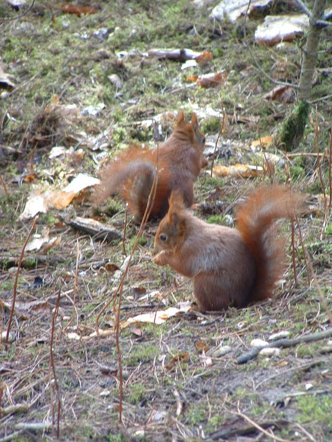 Red squirrels, Formby