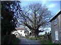 The Great oak, Hurstway Common