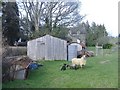 Spring lambs at Burnt Hengoed