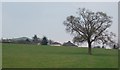 English Oak at Cam Green