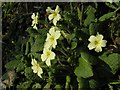 Primroses on a sunny bank