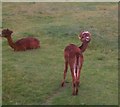 Alpacas at Woodhall Farm