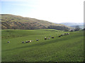 Pasture field at Druidhall Farm