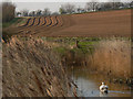 Swan with ploughed furrows