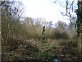 Bird of prey, Coombe Park