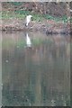 Heron on the bank of the River Avon