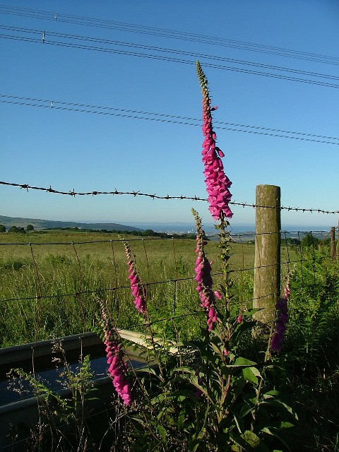 Foxgloves and Barbed Wire