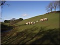 Pastures, Davygill