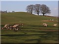 Pastures, Croglin