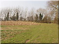 Rape field with maize left for game birds