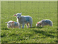 Lambs at Bascodyke