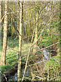 Cut Throat Brook, with sun out! (near Claverley, Shropshire)