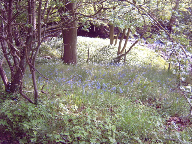 Woods near Lower Gill, Forest of Bowland