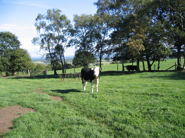Bickerton Cow