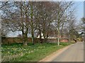 Trees and daffodils