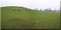 Sheep grazing near Castlederg