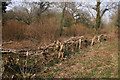 Hedge laying