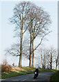 Line of Old Beech Trees