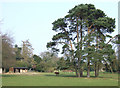 Pine Trees and Grazing, Gatacre Park, Shropshire