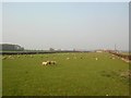 Sheep at Low House farm