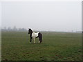 SP5619 : Horse in a misty field, Wendlebury by David Hawgood