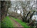 Bluebells and overhanging trees by the creek, Percuil River