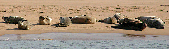 Seals hauled out on the Sands of Forvie