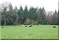 Sheep grazing in front of Park Copse