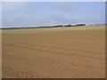 Farmland, Westfield Farm