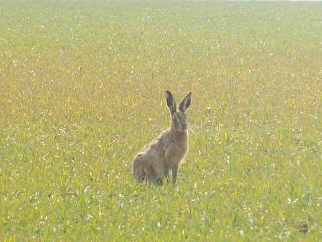 Hare © Richard Rice :: Geograph Britain and Ireland