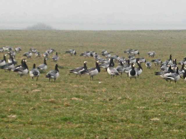 Barnacle Geese at West Preston near Southerness