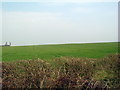 Large field of early wheat