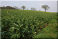 Field of Oil Seed Rape near Cookley