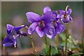 Violets on the Flitch Way