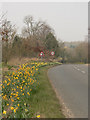 Roadside daffodils