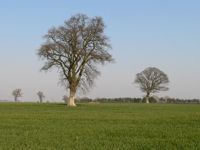 Trees and farmland