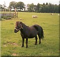 Outstanding in its Field