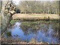 Pond at Shortfield Common