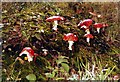 Fungi on The Plain in Epping Forest