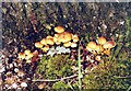 Fungi by tree on The Plain in Epping Forest