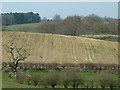 Distant Field And Dead Tree