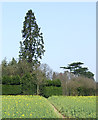 SJ8501 : Staffordshire Way with Redwood tree, near Wrottesley Hall by Roger  Kidd