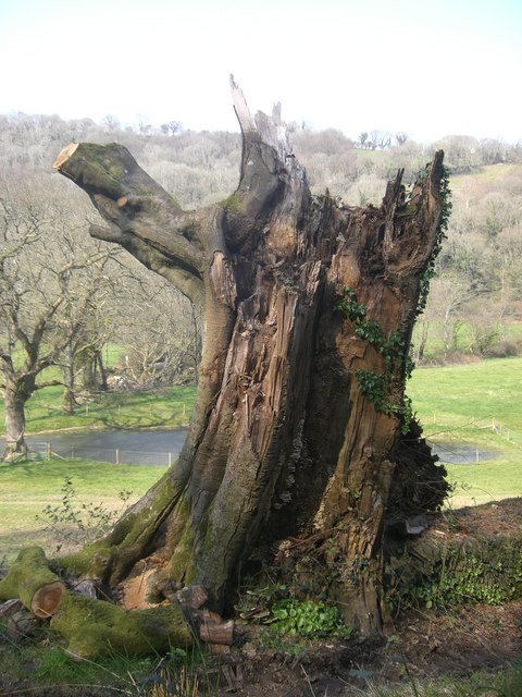 Storm Torn Tree