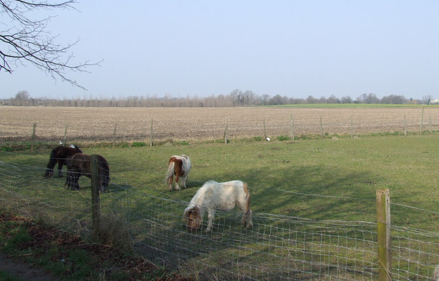 Miniature horses at Stotfold © Jeff Tomlinson cc-by-sa/2.0 :: Geograph ...