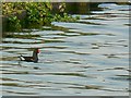 Moorhen on the lake, Lydiard Park