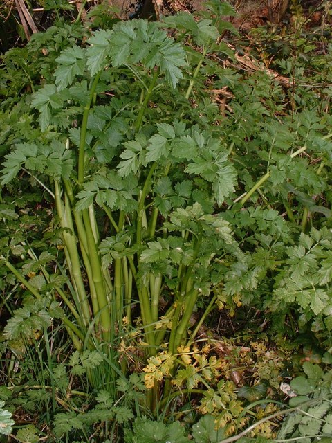 Hemlock Water-dropwort, Winfrith Newburgh