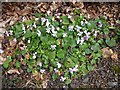 Violets growing wild